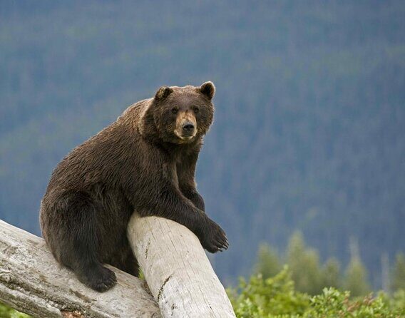 Anchorage to Seward Cruise Transfer and Private Tour - The Itinerary: A Day Full of Nature and Scenic Wonders