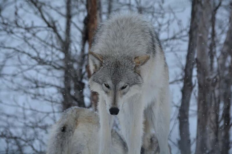 Anchorage: Turnagain Arm Scenic Winter Tour with a Guide - Key Points