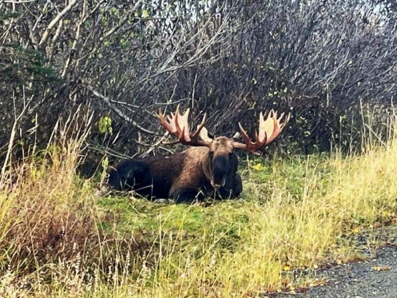 Anchorage: Wildlife Conservation Center & Portage Valley - A Scenic Introduction to Alaska’s Wilderness