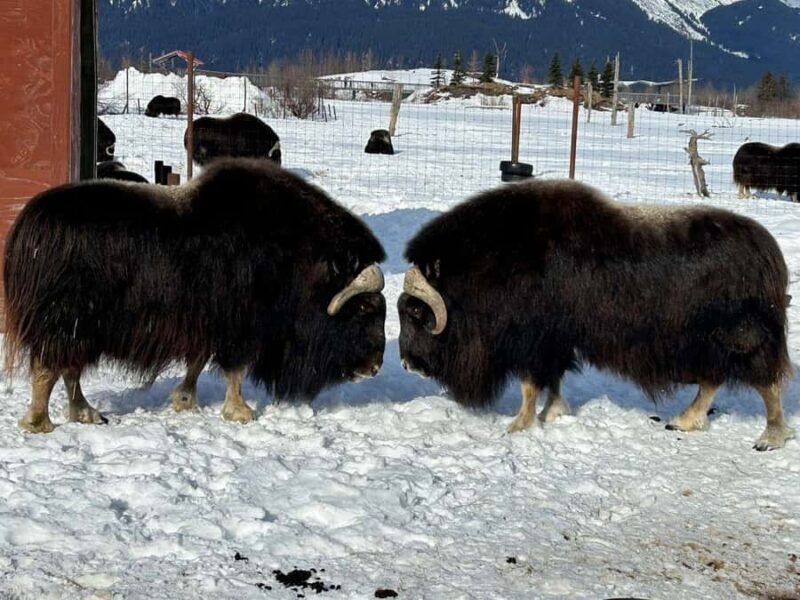 Anchorage: Wildlife Conservation Center & Portage Valley - Scenic Drive Through Portage Valley