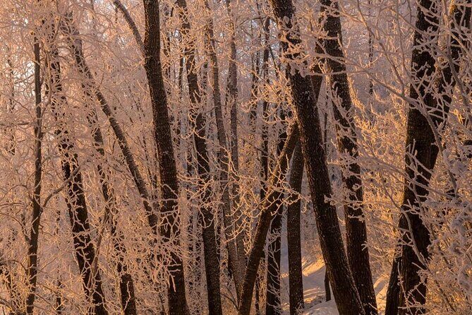 Anchorage Winter Wonderland Photo Tour - The Sum Up