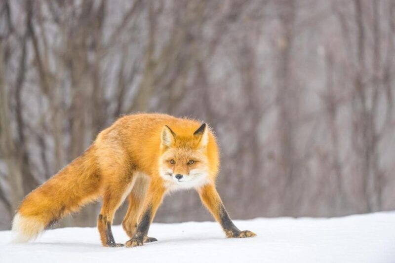 Anchorage: Winter Wonderland Photo Tour - The Sum Up