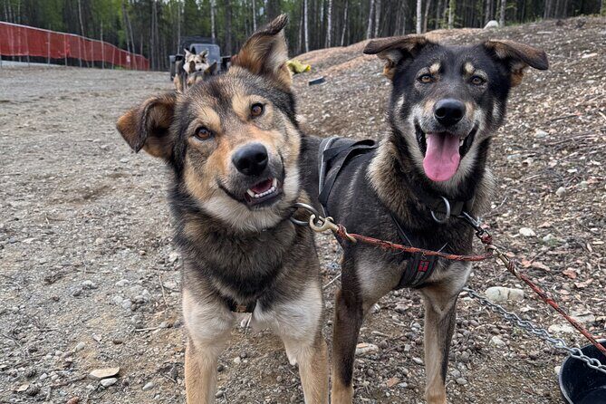Anchorage's Authentic Dog Sledding Experience - What to Expect from Anchorage’s Dog Sledding Tour
