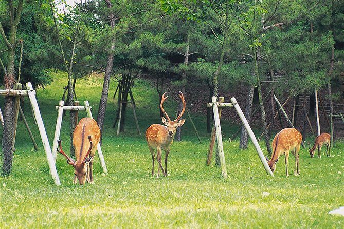 Ancient Capital Tour: Kyoto and Nara Highlights from Kyoto/Osaka - What to Expect on This Tour