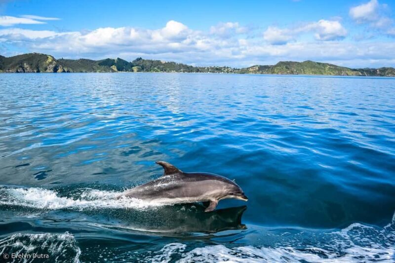 Ancient City or Dolphin observaton cruise in Side w/Lunch - Key Points