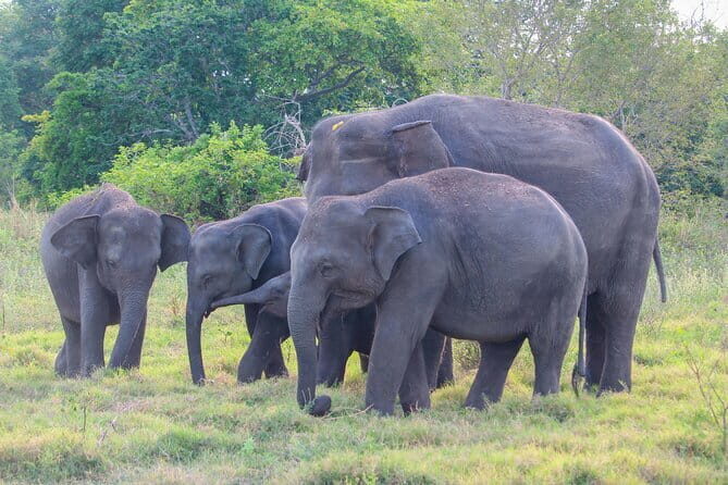 Ancient Kingdom and Wild Elephant Safari from Polonnaruwa - Authentic Experiences and Real Moments