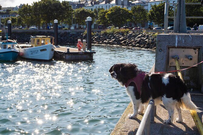 Ancient Paths of Howth Village with a Local and his Dog - Who Will Love This Tour