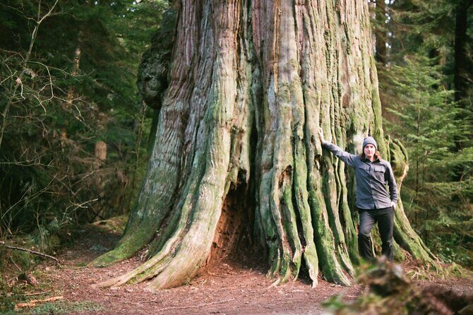 Ancient Trees of Vancouver Walking Tour - Why This Tour Offers Great Value