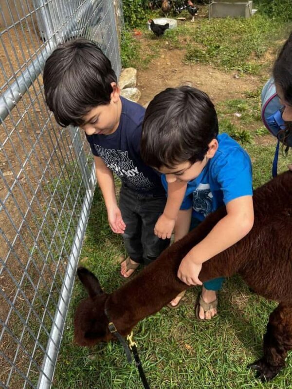 Andover, VT: Alpaca Interaction and Walk Experience - Practical Details and Value