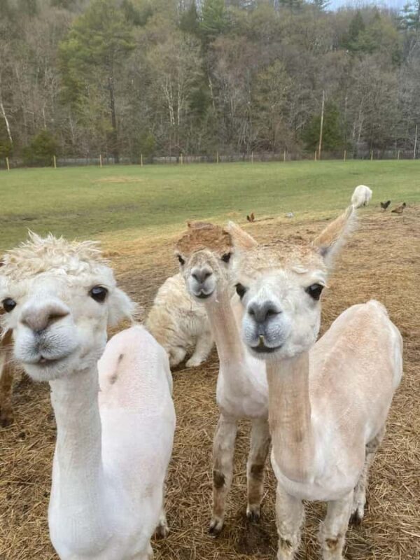 Andover, VT: Alpaca Interaction and Walk Experience - FAQs