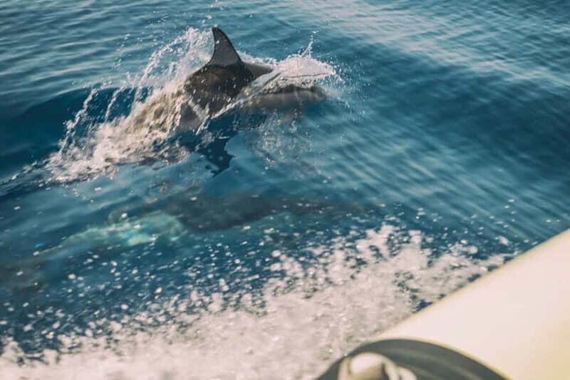 Andros: 4-hour RIB Cruise with Food and Drinks - A Deep Dive into the 4-Hour RIB Cruise Experience