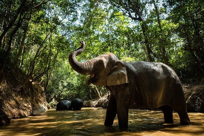 Angkor Wat Temples & Kulen Elephant Forest Day Tour - In-Depth Look at the Tour Experience
