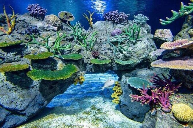 Angkor Wildlife & Aquarium Halfday tour - Exploring the Details: What to Expect on the Tour