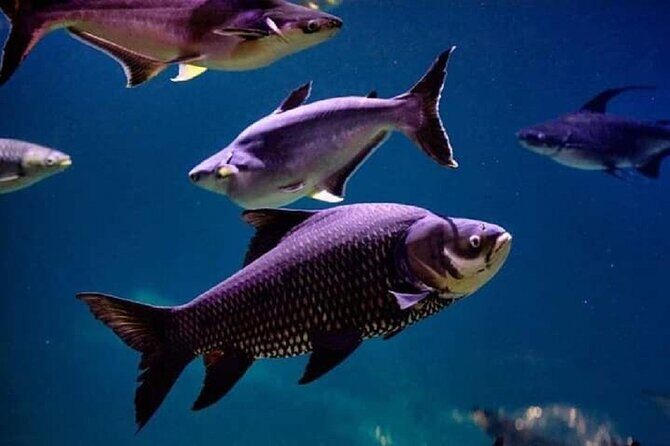 Angkor Wildlife & Aquarium Halfday tour - Who Should Book This Tour?