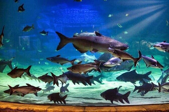 Angkor Wildlife & Aquarium Halfday tour - Final Thoughts