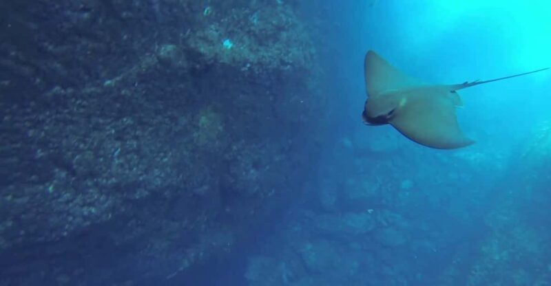 Angra do Heroísmo: Snorkeling Tour by boat - FAQs