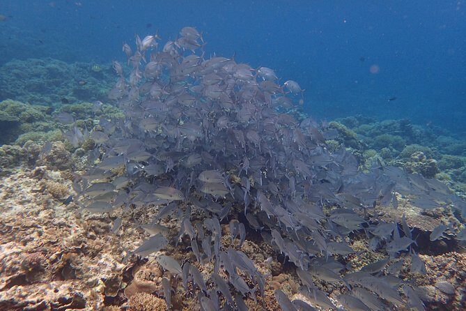 Anilao Snorkel Safari: Explore the Amazing Underwater World - The Value of This Tour