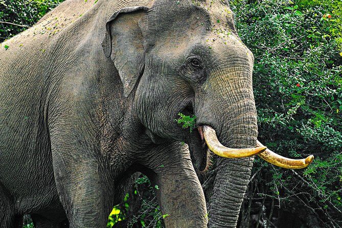 Animal Kingdom - UDAWALAWE Day Tour - Exploring the Itinerary in Detail