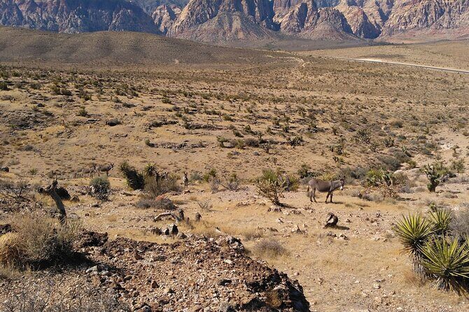 Animal Petting and Sunset Hike in Las Vegas - The Itinerary in Detail