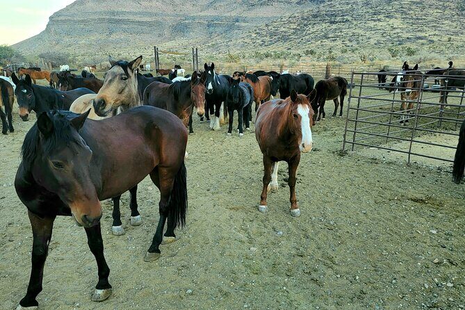 Animal Petting and Sunset Hike in Las Vegas - The Value of This Experience