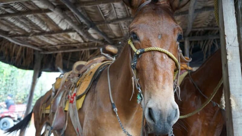 Animas colomitos snorkeling all inclusive - A Deep Dive into the Experience