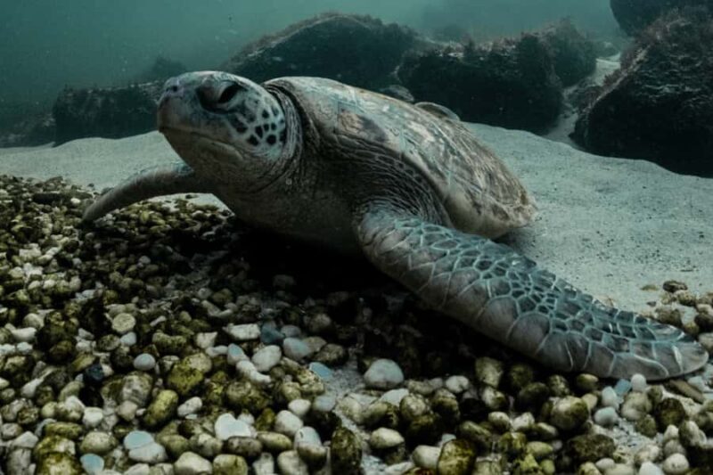 Anna Bay: Irukandji Entry + Coastal Currents Snorkel - What to Expect on the Tour