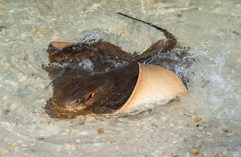 Anna Bay: Irukandji Entry + Coastal Currents Snorkel - Practical Tips for Travelers