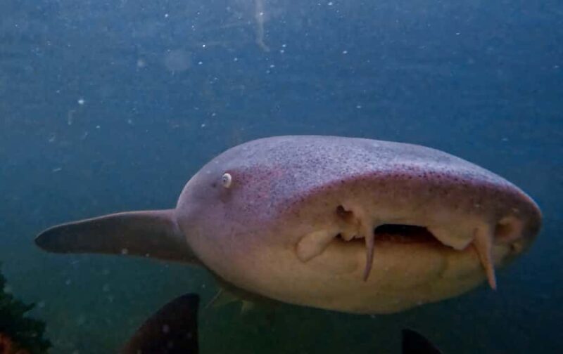 Anna Bay: Irukandji Entry Pass with Reef Shark Snorkel - The Sum Up: Who Will Love This Tour?