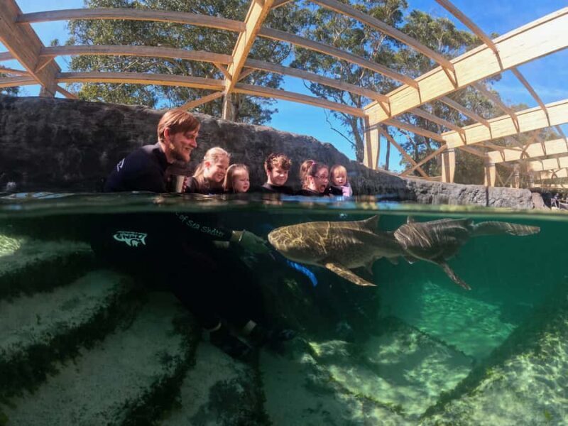 Anna Bay: Irukandji Entry Pass with Zebra Shark Encounter - Key Points