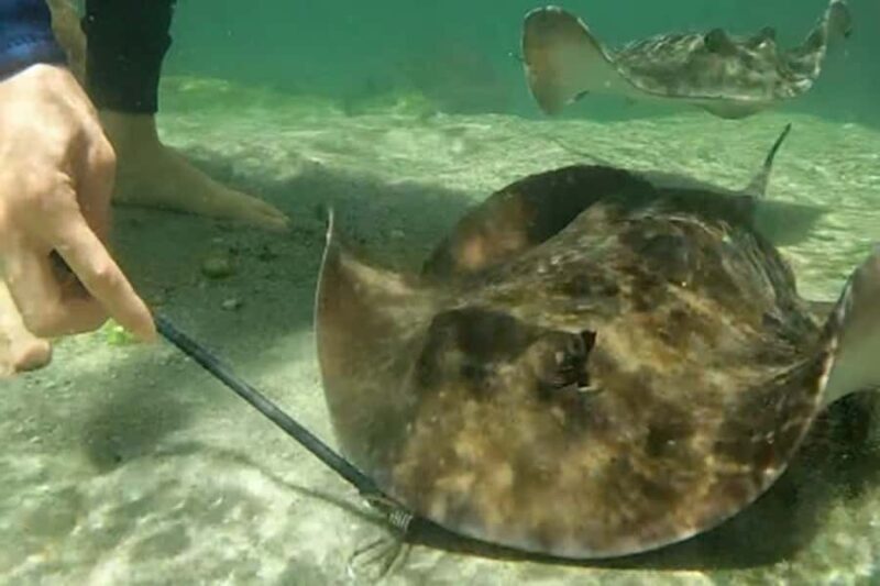 Anna Bay: Irukandji Entry Pass with Zebra Shark Encounter - The value of this experience