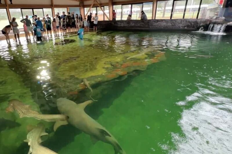 Anna Bay: Irukandji Entry Pass with Zebra Shark Encounter - Authentic feedback from visitors