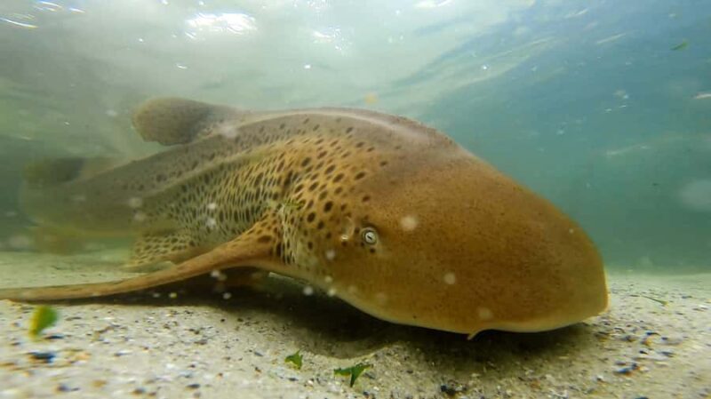 Anna Bay: Irukandji Entry with Zebra Shark Snorkel - Discover Anna Bay’s Irukandji Entry with Zebra Shark Snorkel: A Detailed Review