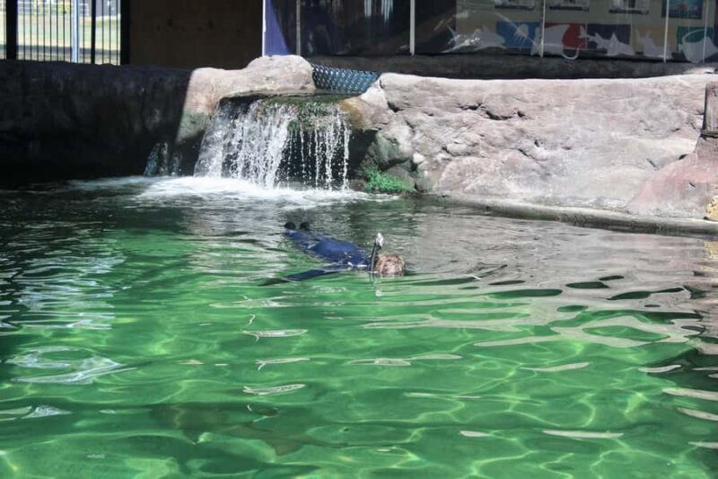 Anna Bay: Irukandji Entry with Zebra Shark Snorkel - Who Will Love This Tour?