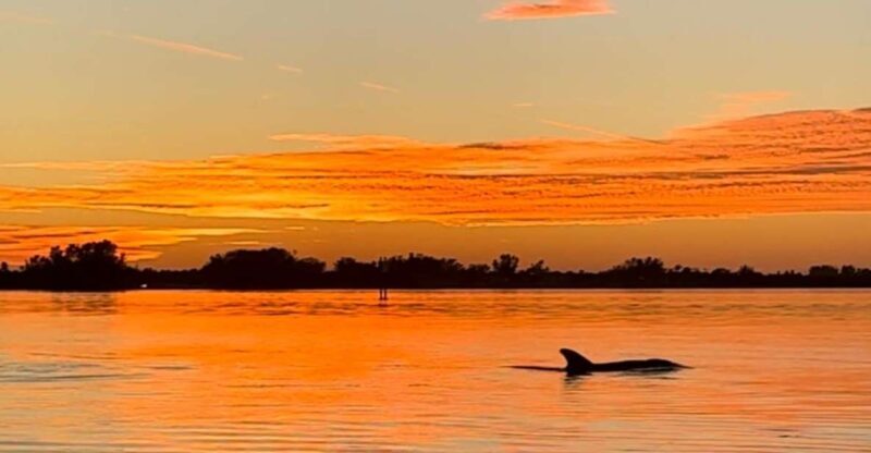 Anna Maria Island and Bradenton: Sunset Kayak Dolphin Tour - An In-Depth Look at the Tour Experience
