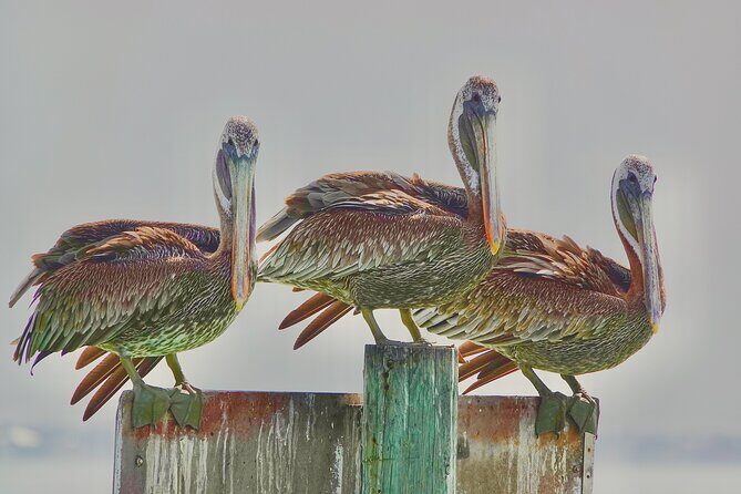 Anna Maria Island Build your own adventure 6 hour - FAQ