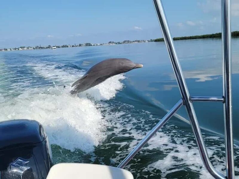 Anna Maria Island: Dolphin Cruise - A Close Look at the Experience