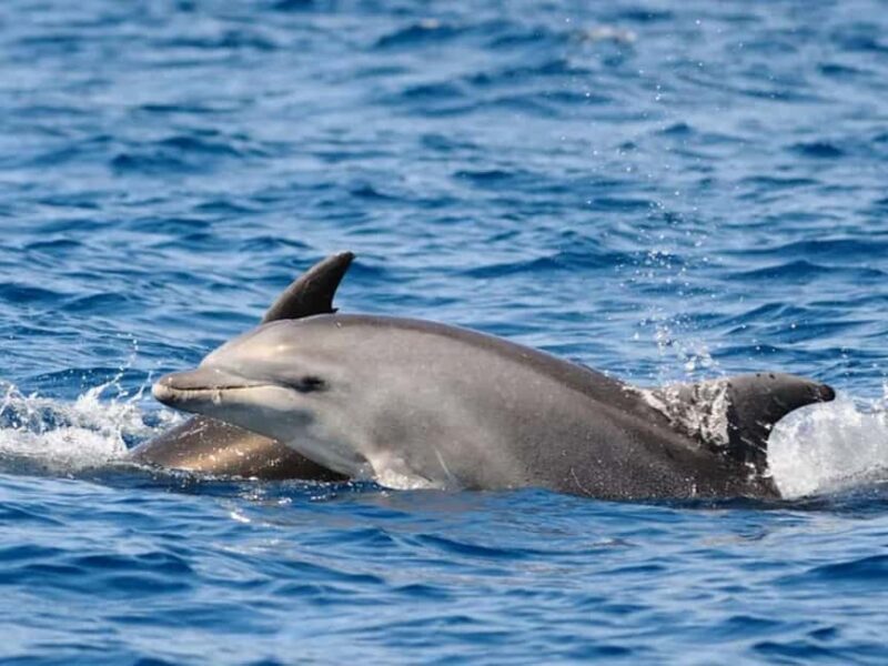 Anna Maria Island: Dolphin Cruise - FAQs