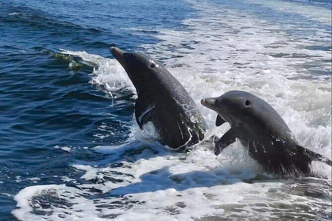 Anna Maria Island Dolphins & Beginners Snorkeling Adventure 3hrs - Key Points