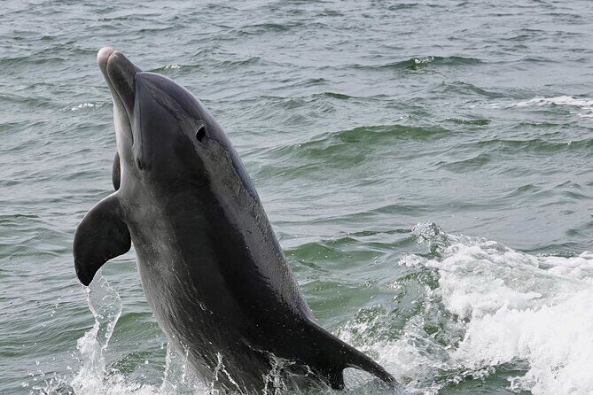 Anna Maria Island Dolphins & Beginners Snorkeling Adventure 3hrs - The Experience: What to Expect from Start to Finish
