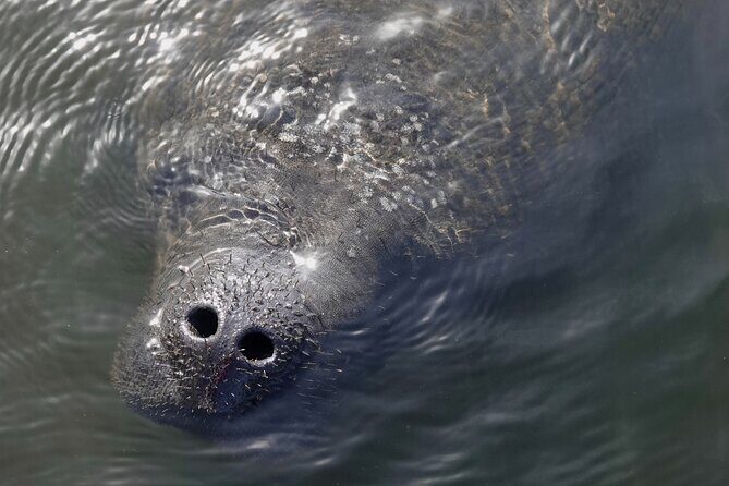 Anna Maria Island Dolphins & Beginners Snorkeling Adventure 4Hrs - An In-Depth Look at the Tour Experience