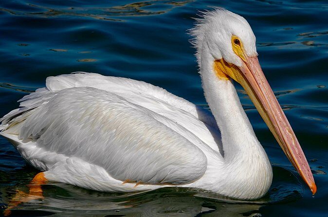 Anna Maria Island Dolphins & Beginners Snorkeling Adventure 4Hrs - Final Thoughts: Is This Tour Right for You?