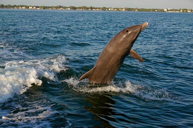 Anna Maria Island Dolphins & Beginners Snorkeling Adventure 4Hrs - FAQs