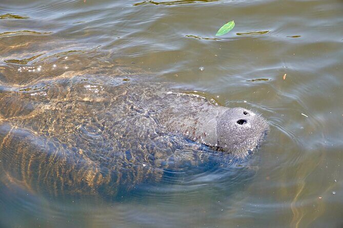 Anna Maria Island Sunset and Dolphin Tour - Final Thoughts: Is It Worth It?