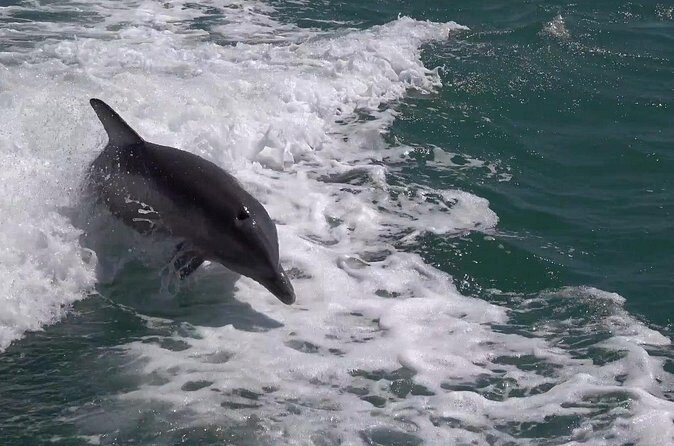 Anna Maria Island Sunset and Dolphin Tour - FAQ