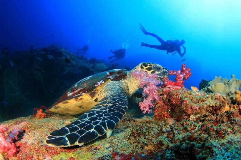 Antalya/Kemer: Scuba Diving Experience with 2 Dives & Lunch - What to Expect from This Kemer Scuba Tour