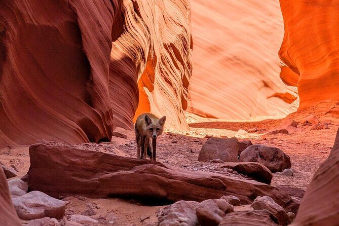 Antelope Canyon/Lake Powell Kayak Rentals: Self-Guided Adventures - Authentic Experiences and Traveler Perspectives
