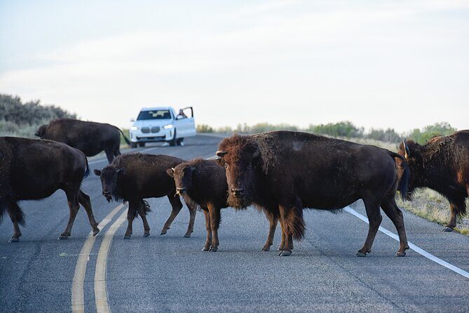 Antelope Island Sunset Wildlife Expedition Great Salt Lake Tour - How the Experience Compares