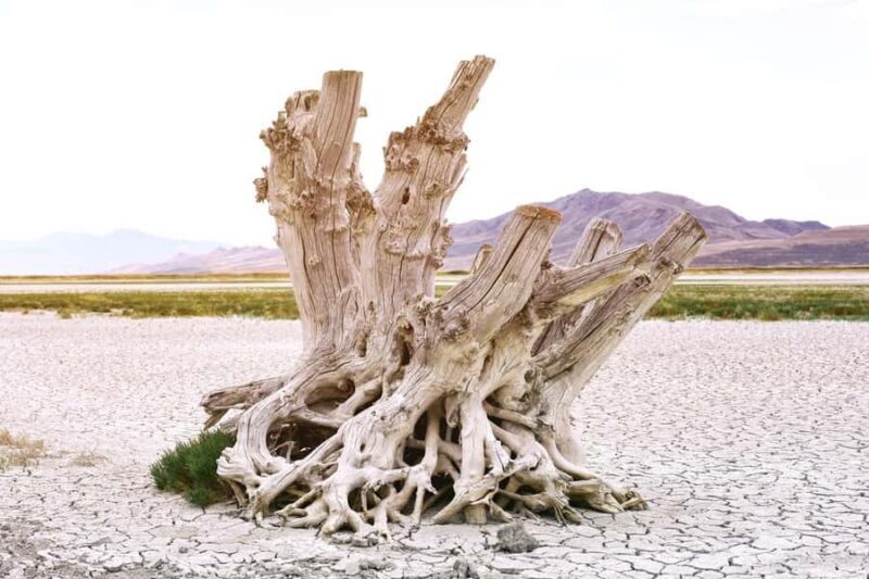 Antelope Island  Wildlife Expedition to the Great Salt Lake - Key Points