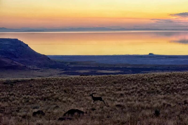 Antelope Island  Wildlife Expedition to the Great Salt Lake - An Honest Look at the Tour Experience