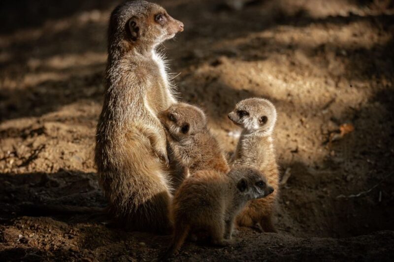 Antwerp: ZOO Entry Ticket - Key Points